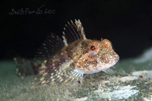 young elegant sculpin at night,  he wants to sleep :) by Boris Pamikov 